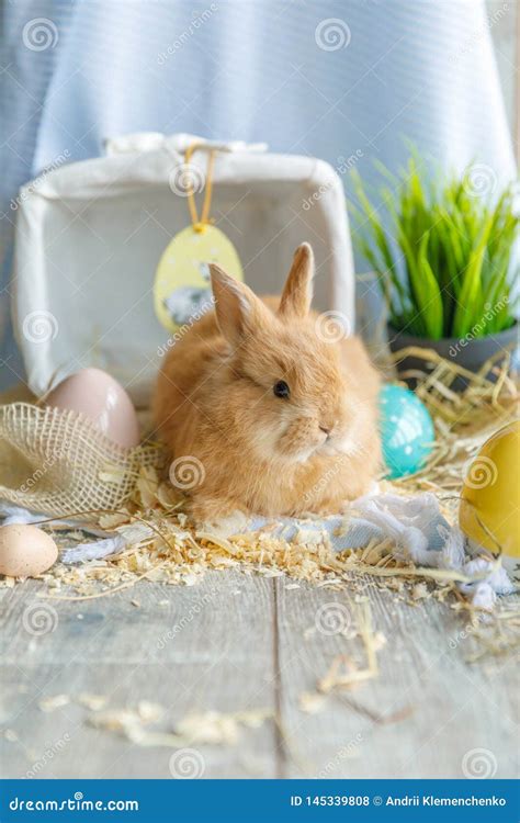 Closeup Of An Easter Bunny With An Egg Easter Stock Photo Image Of