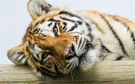 Amur Tiger Eyes Face Close Up Wallpaper Animals