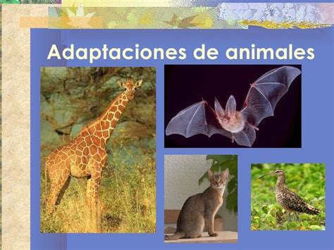 Los Animales Y Sus Adaptaciones 3 Animales Con Extraordinarias