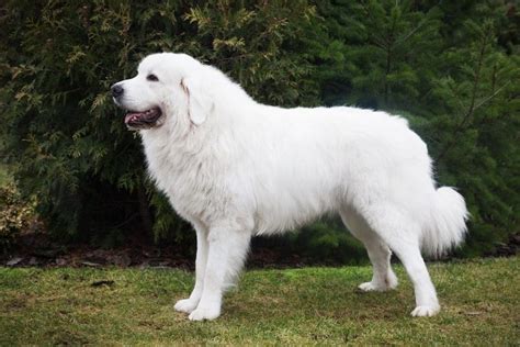 37 Best White Dog Breeds Small Fluffy And Big White Dogs