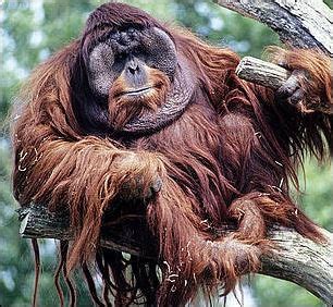 Orangutans Their History Life In The Trees And Behavior Facts And