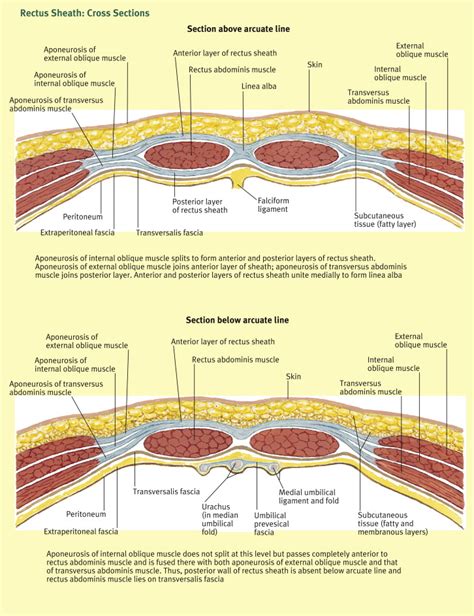 Anatomy Of Abdominal Incisions Surgery Oxford International Edition