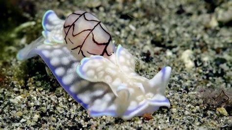 Beautiful Footage Of Ethereal And Rare Sea Snail Captures Internets