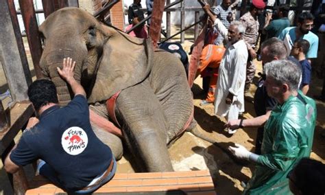 Calls Grow For Pakistans Zoos To Close After Death Of 17 Year Old