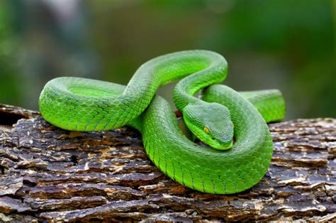 Premium Photo Green Pit Viper Snakes