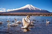 Swans visit Lake... - Visit Mt. Fuji - The top of Japan
