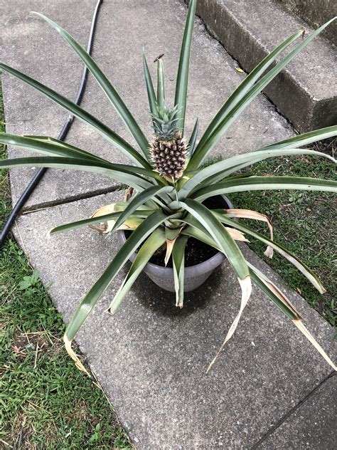 How To Plant A Pineapple Top In A Pot