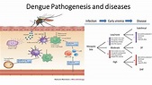 Dengue pathogenesis, clinical manifestation, lab diagnosis and ...