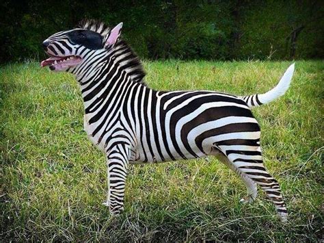 Zebra Bull Chien Bull Terrier Bull Terrier Funny Mini Bull Terriers