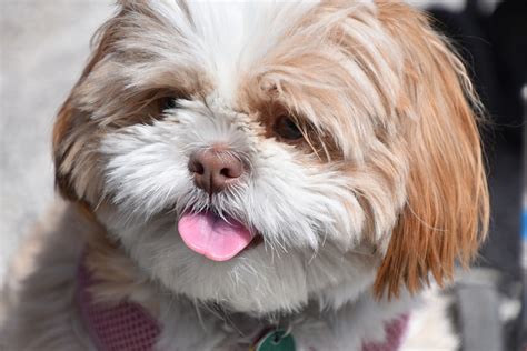 Shih Apso Lhasa Apso And Shih Tzu Mix Info Pictures Facts Hepper