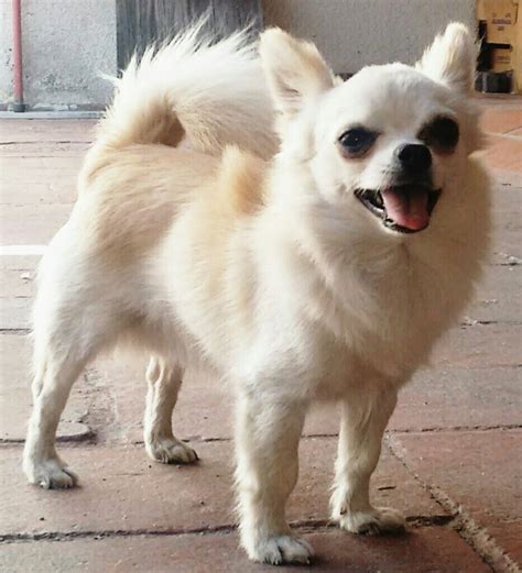 Lista 99 Foto Cruza De Chihuahua Con Shih Tzu Mirada Tensa