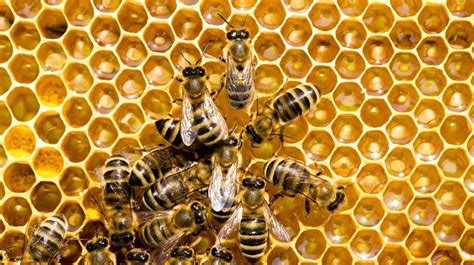 7 Types Of Honey Bees Perfect For Backyard Bee Farms Homesteading