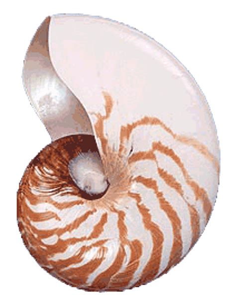 Natural Nautilus Seashells Nautiloid Large Sea Shells California