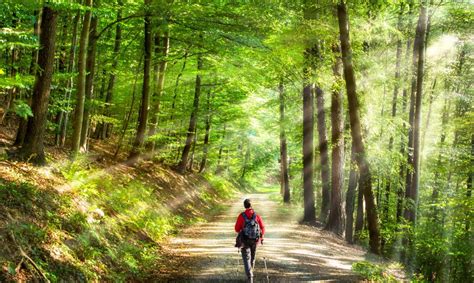 Forest Therapy Focuses The Senses And Increases Well Being