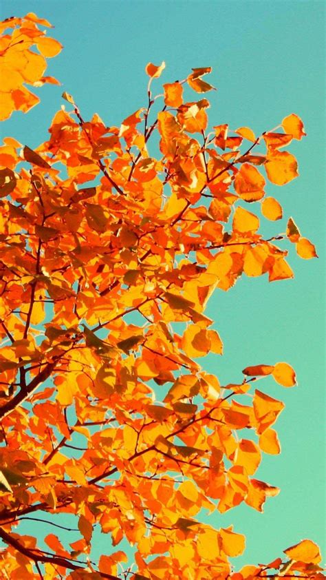 50 Fall Wallpaper For Iphone