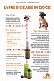 How Is Lyme Disease Diagnosed In Dogs