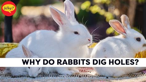 Why Do Rabbits Dig Holes Rabbits Facts Fascinating Facts 10 Why