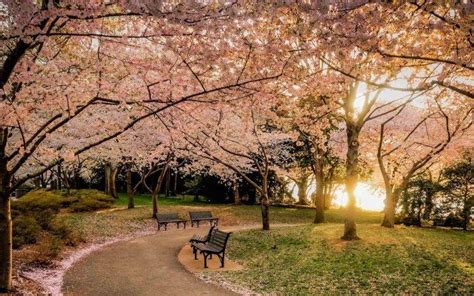 Nature Landscape Park Lawns Bench Trees Sunset Cherry Blossom