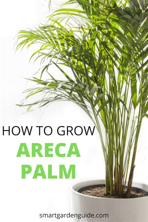 Areca Palm Care How To Grow Dypsis Lutescens Smart Garden Guide