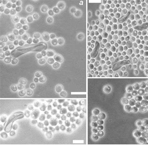 Budding Yeast Cells And Asci Of Spathaspora Brasiliensis A S