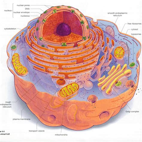 They include the cell wall, large central vacuole, and plastids (including chloroplasts). Eukaryotic cell structure diagrams : Biological Science ...