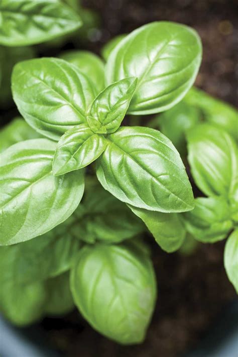 Whats Wrong With My Herbs Growing Basil Tips Grow Herb Companion