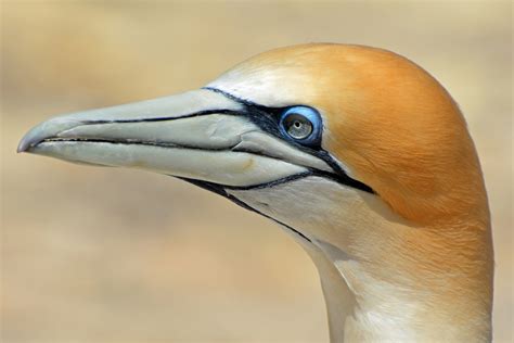 Free Images Bird Vertebrate Beak Northern Gannet Close Up