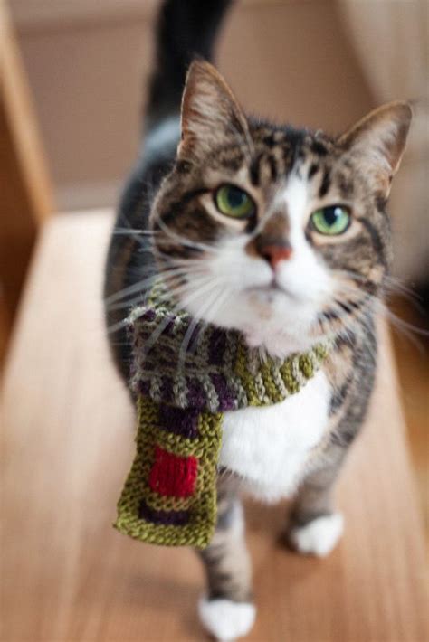 Cat In A Little Scarf Pretty Cats Beautiful Cats Animals Beautiful