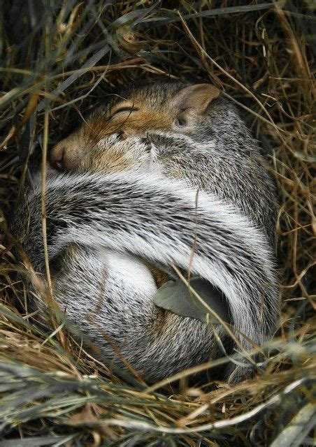 Baby Squirrel Sleeping Sleeping Animals Baby Squirrel Cute Baby Animals