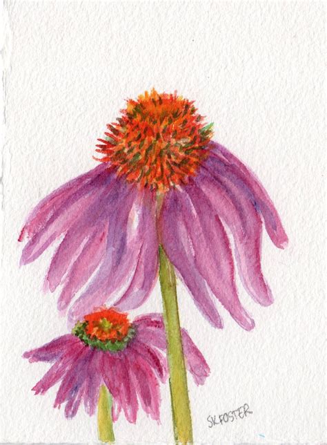 Coneflowers Watercolors Paintings Original Echinacea Artwork Purple