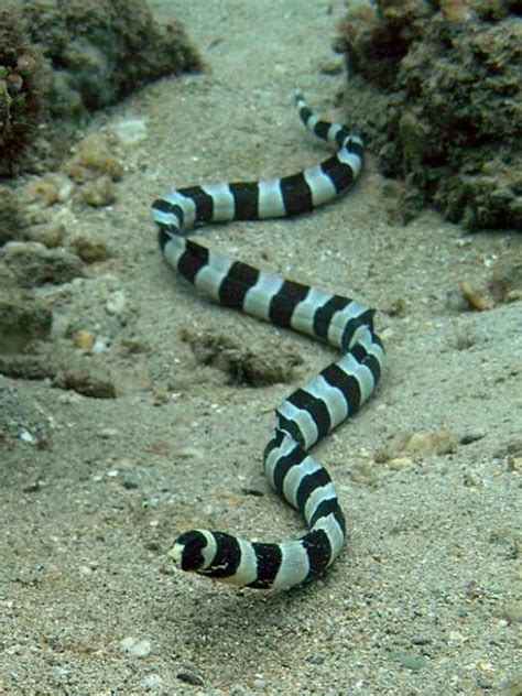Feel free to explore, study and enjoy paintings with paintingvalley.com. Banded sea snake | Sea snake, Underwater creatures, Ocean ...