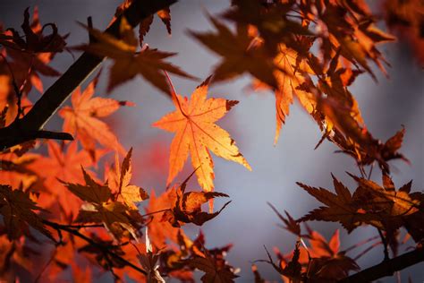 Maple Leaveshd Wallpapers Backgrounds