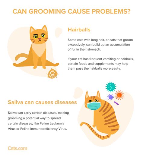 Why Do Cats Groom Each Other Reasons Why Cats Socially Groom Cats Com