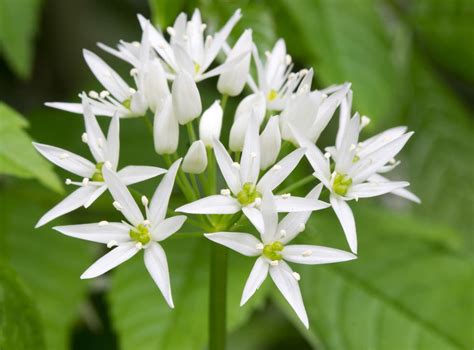 Ingredient Focus What Is Wild Garlic The Independent The Independent