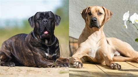 Cane Corso Rhodesian Ridgeback Mix Info Pictures Traits And Facts Hepper