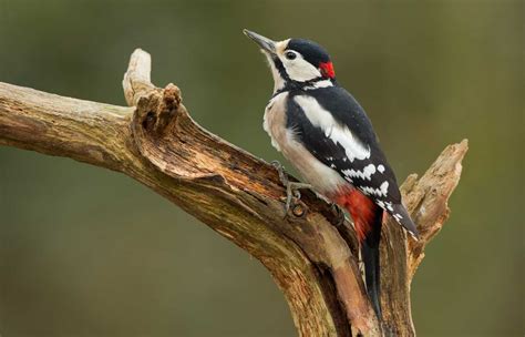 Woodpeckers In Pennsylvania The 8 Species You May Come Across