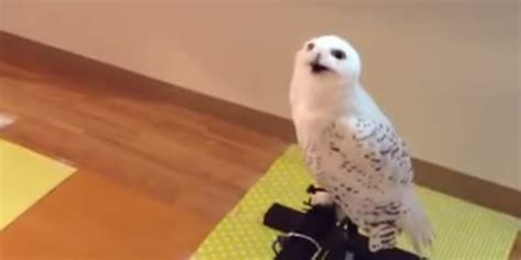 Awkward Owl Hasnt Quite Figured Out Smiling Still Overwhelms Us With