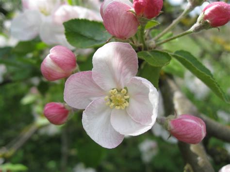 The Orchard Tea Room And Farm Shop Easter Apple Blossom At The Orchard