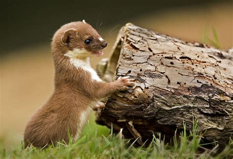 Pin On Weasels