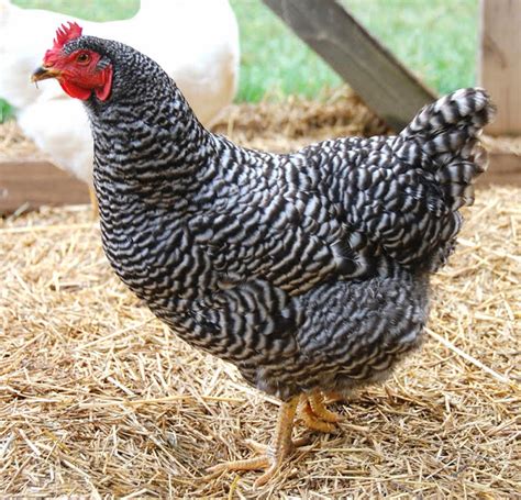 Top 20 Black And White Chicken Breeds For Backyard The Poultry Guide