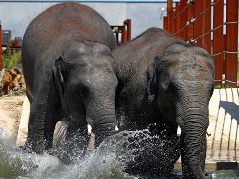Two Young Male Asian Elephants Arrive At Sydney Zoo Au