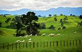 New Zealand Landscape Pictures