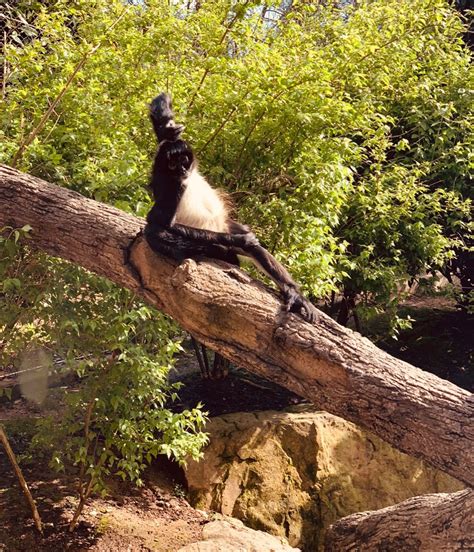Spider Monkey Bald Eagle Zoo Trip Animals Animales Animaux