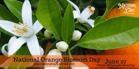 national orange blossom day june 27 national day calendar orange blossom national day