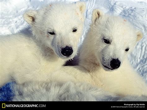 Background Photo Wildlife Polar Bear National Geographic Best Free