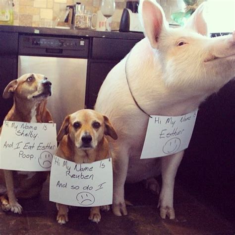 12 Dogs Who Are A Pigs Best Friend Dog Shaming Funny Funny Animals