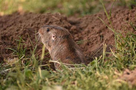 10 Unique Animals That Look Like Beavers Pictures