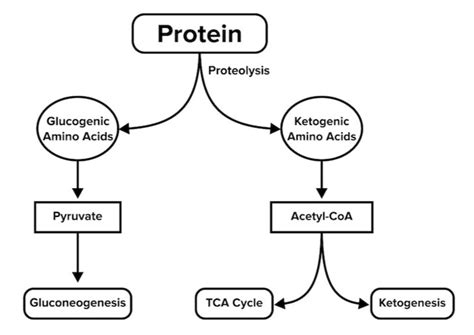 Lipid And Amino Acid Metabolism For The Mcat Everything You Need To