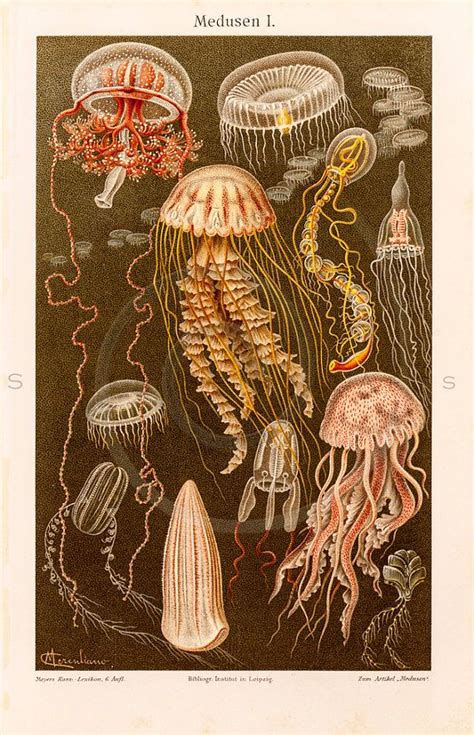 Vintage Jellyfish Printable Illustration 1800s Antique Fish Art Print