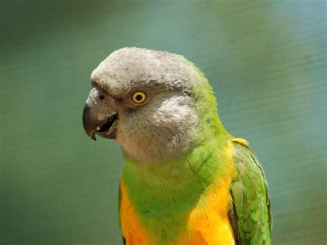 The Online Zoo Senegal Parrot